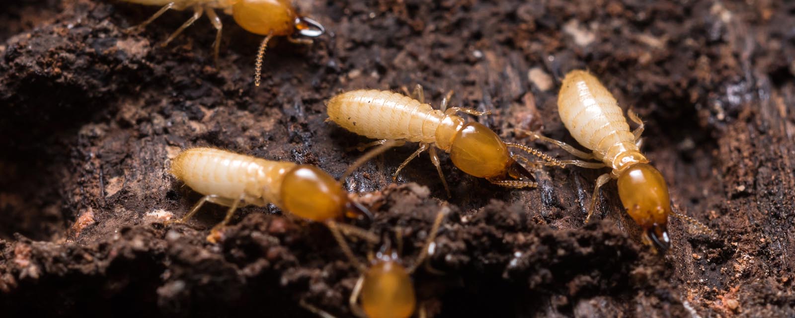 A termite inspection is an assessment of a property to identify any termite infestation or termite damage. It involves a thorough inspection of the interior and exterior of the property, including the attic, basement, crawl spaces, and other areas where termites may hide.