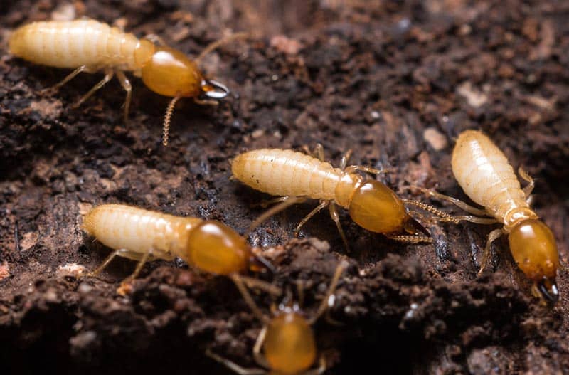 Termite infestation in Cobbitty