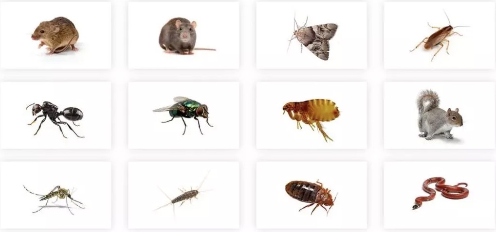 Sydney Pest Control, Termite, Cockroach, Rodent & Bed Bug