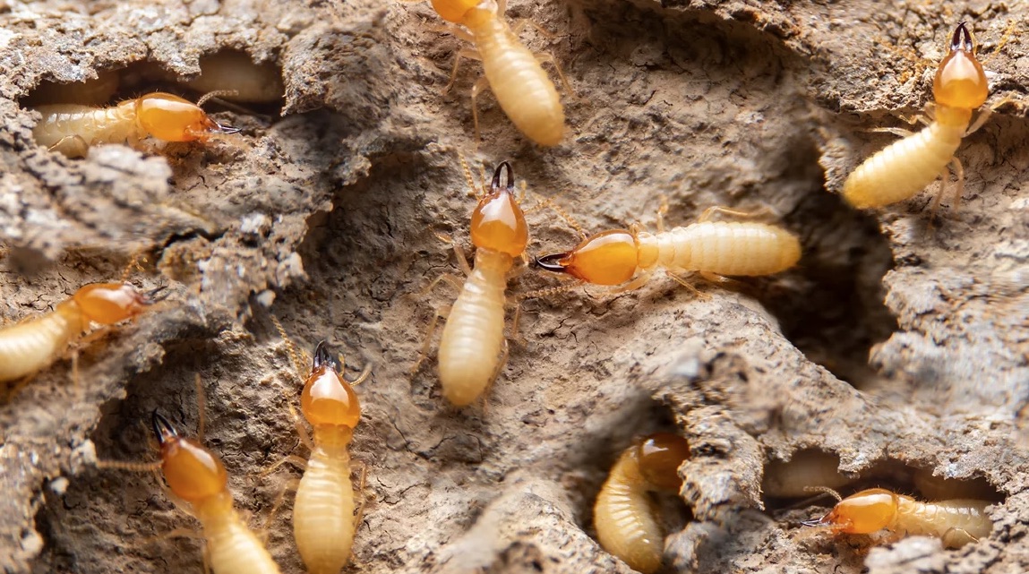 Termite Control & Treatment and Inspection sydney