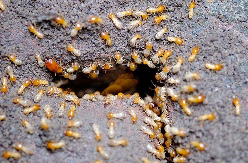 Termite structural damage